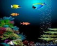 /album/mix-wallpaper/animated-fish220x176-donwap-com-jpg/